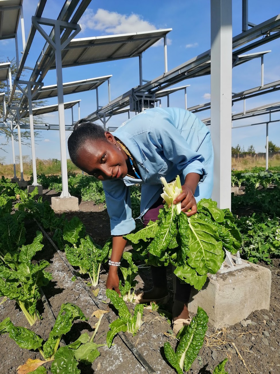 Adapting agrivoltaics to diverse global contexts