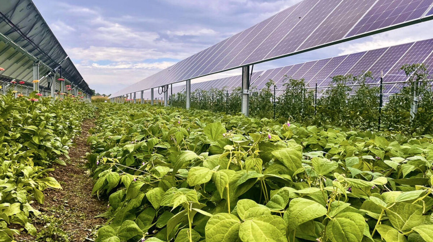 Agrivoltaics at Jack's Solar Garden